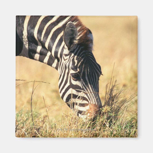 Íman zebra de Burchell 2 (Frente)