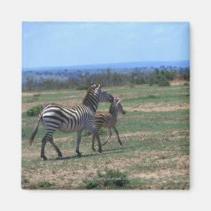 Íman Zebra de Grant