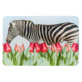 Íman Zebra entre as Tulipas