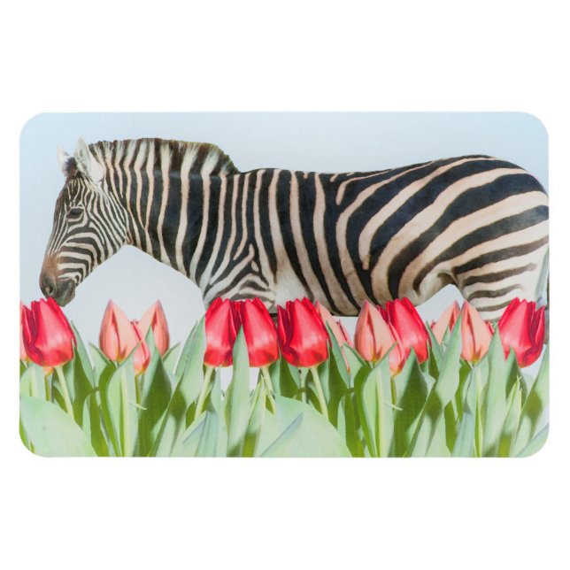 Íman Zebra entre as Tulipas (Horizontal)