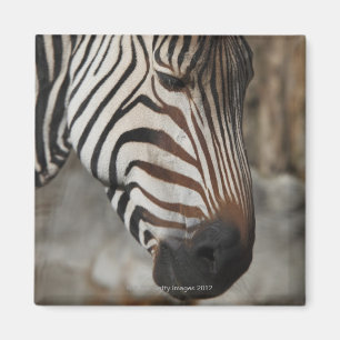 Íman Zebra, fim-acima