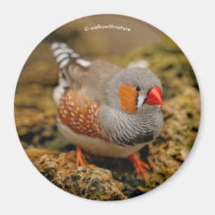 Íman Zebra Finch nas Rochas
