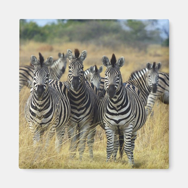 Íman Zebra Herd (Frente)