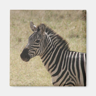 Íman zebra isolada