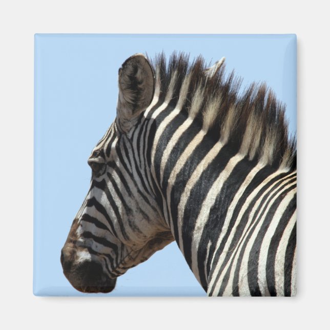 Íman zebra listra azul (Frente)