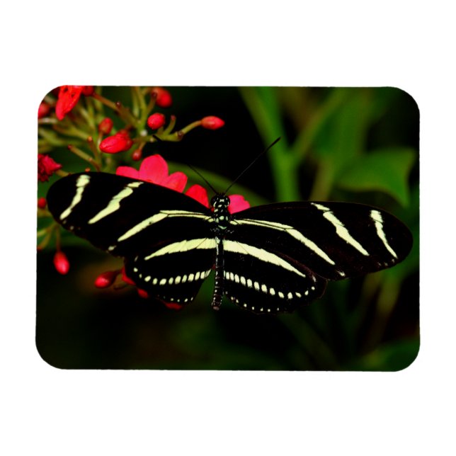 Íman Zebra Long-Wing em flores (Horizontal)