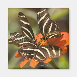 Íman Zebra Longwing (charitonia do heliconius) na flor