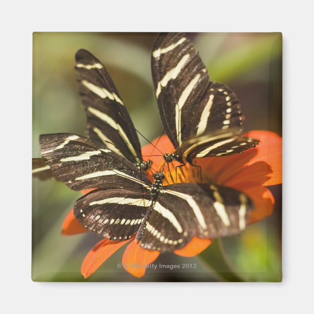 Íman Zebra Longwing (heliconius charitonia) na flor (Frente)