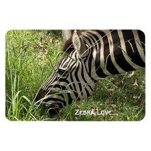 Íman Zebra Love...Magnet