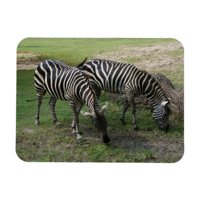 Íman Zebra nº 2 Magnet (Horizontal)