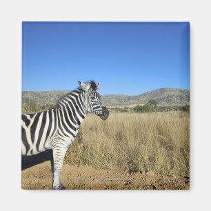 Íman Zebra na planície aberta, parque nacional de