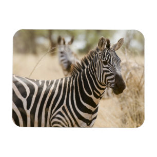 Íman Zebra no Parque Nacional de Meru, Quênia.