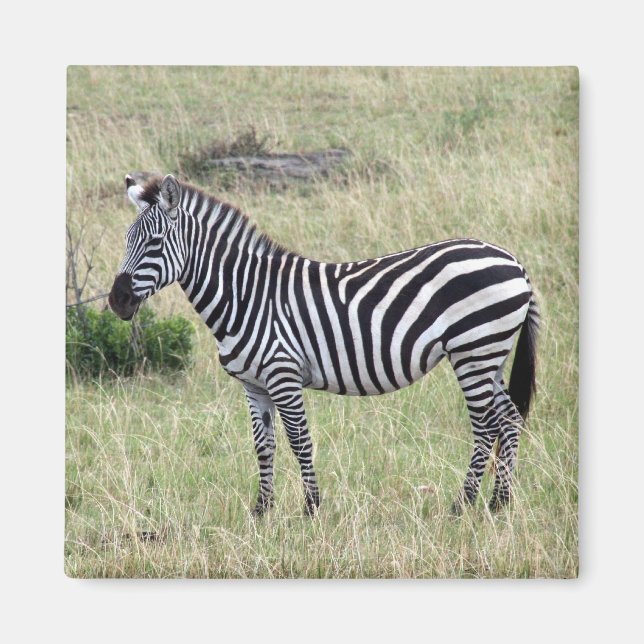 Íman zebra orgulhosa (Frente)