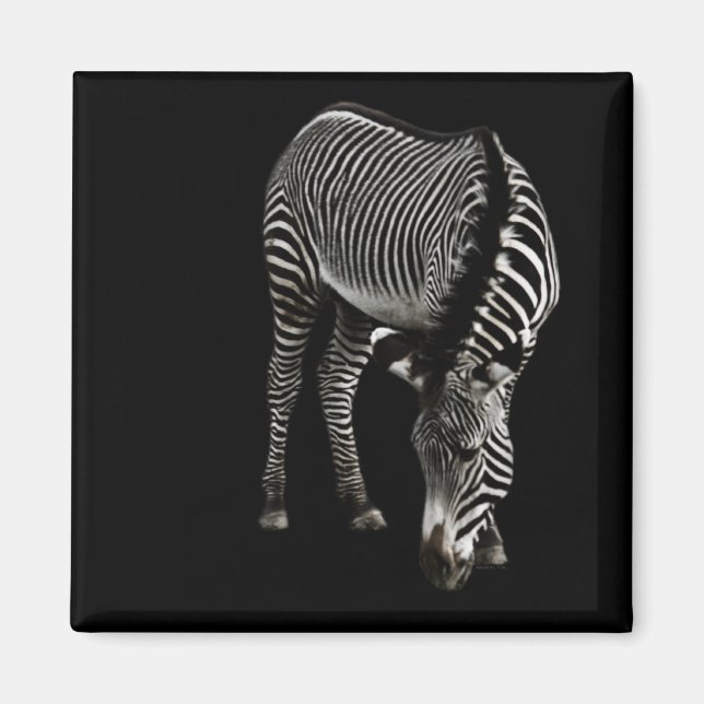 Íman Zebra P4435 Magnet (Frente)