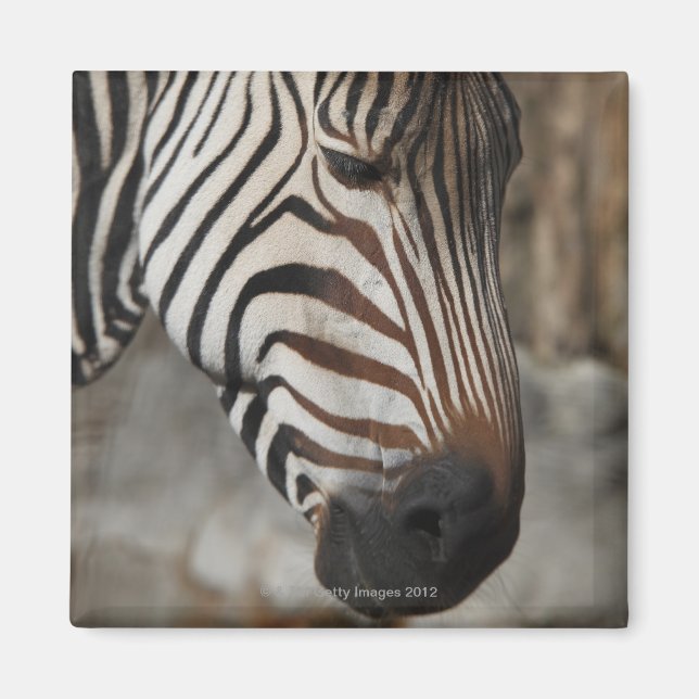 Íman Zebra, perto (Frente)