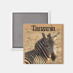 Íman Zebra, savana tanzaniano