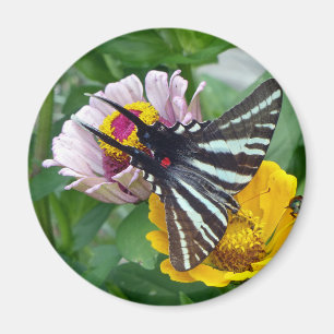 Íman Zebra Swallowtail+Besouro japonês