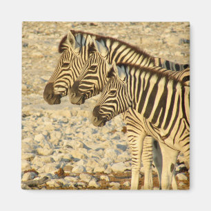 Íman zebra trio