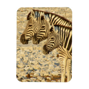 Íman zebra trio