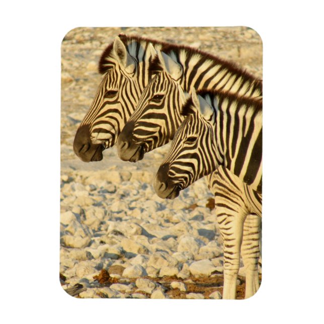 Íman zebra trio (Vertical)