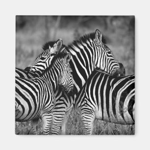 Íman Zebras