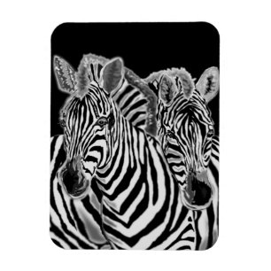 Íman Zebras