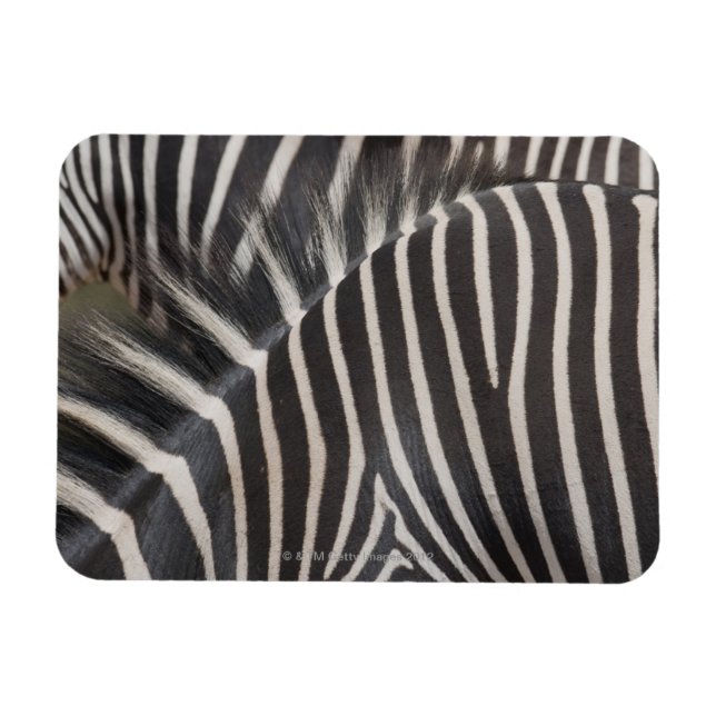 Íman Zebras (Horizontal)