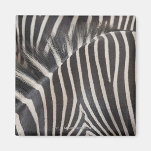 Íman Zebras