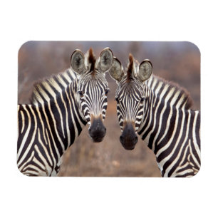 Íman Zebras-comuns, Parque Nacional Kruger