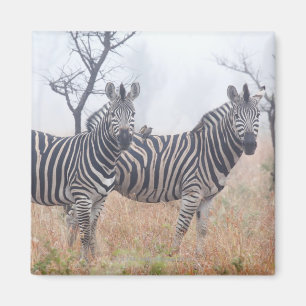 Íman Zebras na poeira do amanhecer, nacional de Kruger