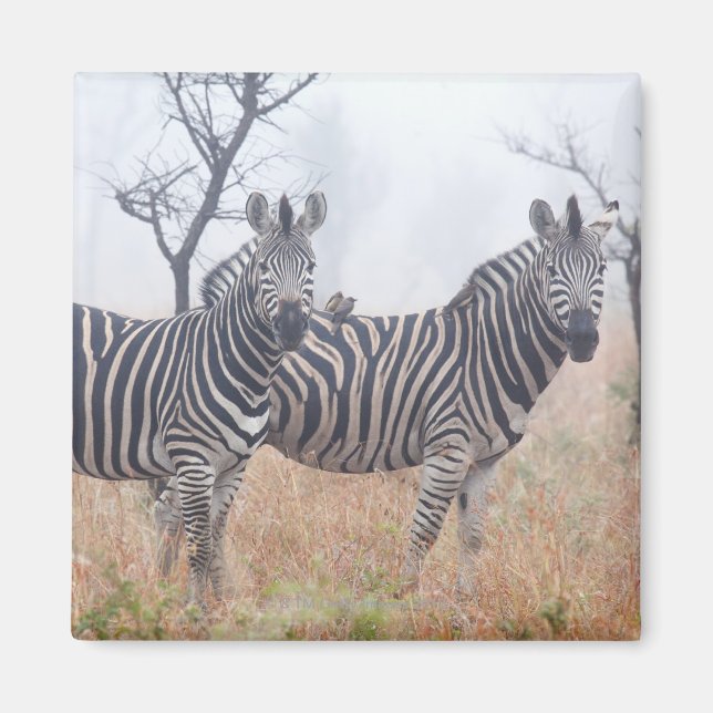 Íman Zebras na poeira matinal, Nacional Kruger (Frente)
