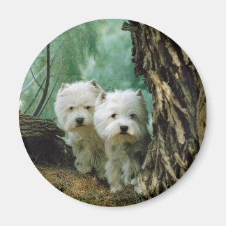 Íman Zest e Donna (Mãe e Filha Tomam 2)