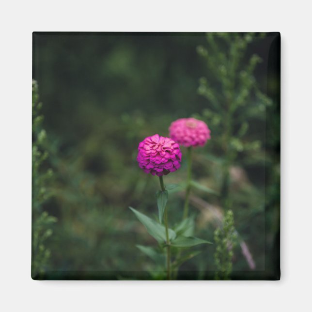 Íman Zinnia — (Frente)