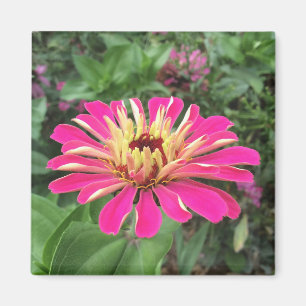 Íman ZINNIA - cor-de-rosa e de creme vibrantes -
