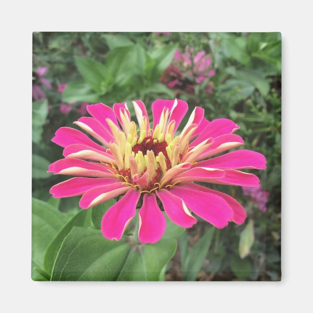 Íman ZINNIA - Rosa e Creme Vibrantes - (Frente)