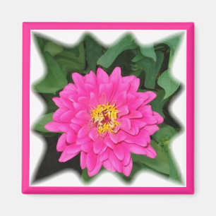 Íman zinnia star1