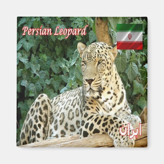 Íman zIR006 PERSIAN LEOPARD, Irã, Ásia, Fridge (Frente)