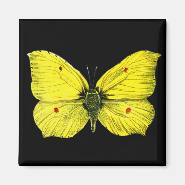 Íman Zitronenfalter (Frente)