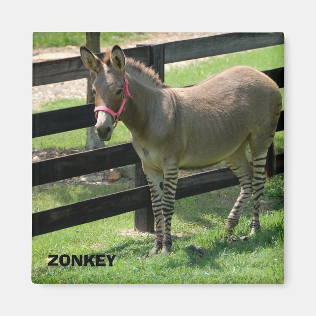Íman Zonkey name for part donkey and zebra (Frente)