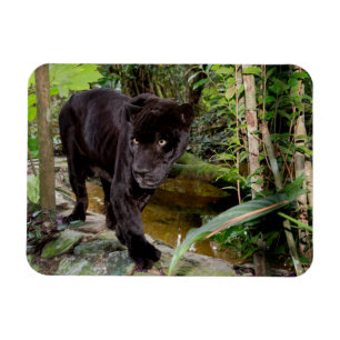 Íman Zoológico da Cidade de Belize. Pantera negra
