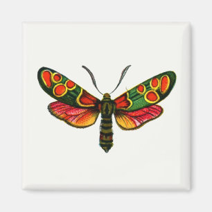 Íman Zygaena carniolica - A Gente De Burnet