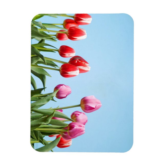 Ímanes primavera Tulips (Vertical)