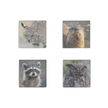 Wildlife Lovers Magnet Set