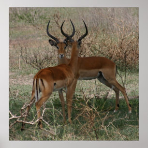 Impalas no Serengeti - Impressão