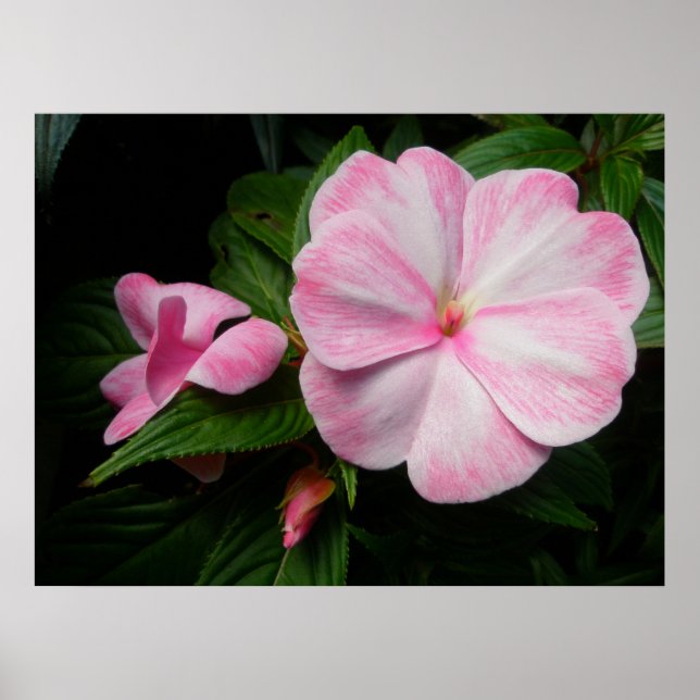 Impatite Poster branco rosa (Frente)