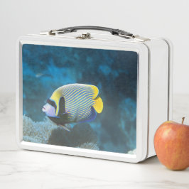Imperador Marinho Angelfish Coloração Única