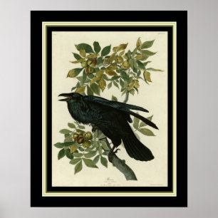 Impressão 16x20 do corvo de Audubon