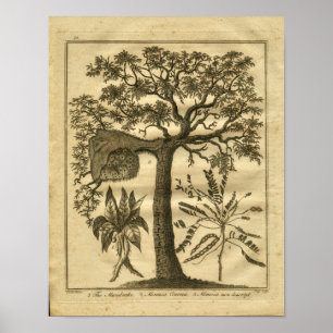 Impressão 1817 erval de Mandrake Culpeper