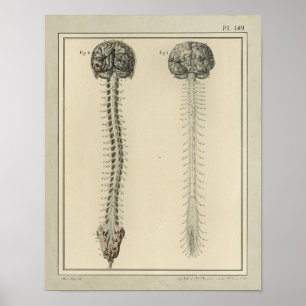 Impressão 1831 da anatomia da medula espinal do