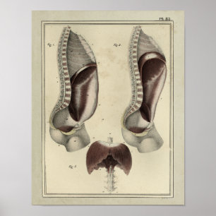 Impressão 1831 da anatomia do músculo do diafrag
